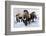 Woolly Mammoths-null-Framed Photographic Print