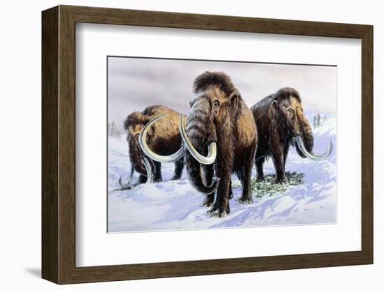 Woolly Mammoths-null-Framed Photographic Print