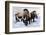 Woolly Mammoths-null-Framed Photographic Print