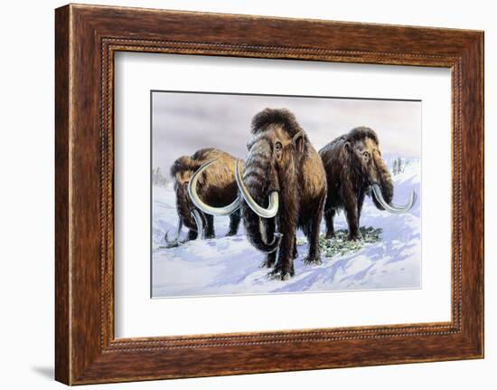 Woolly Mammoths-null-Framed Photographic Print