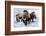 Woolly Mammoths-null-Framed Photographic Print