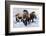 Woolly Mammoths-null-Framed Photographic Print