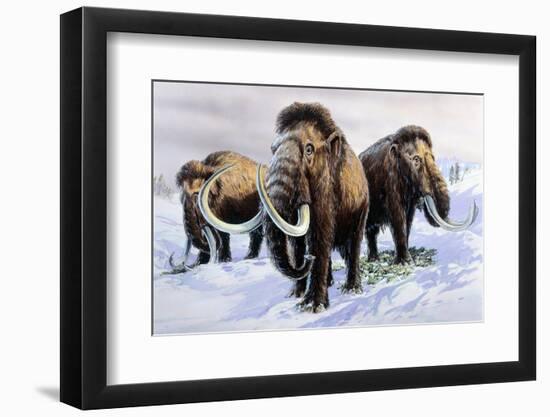 Woolly Mammoths-null-Framed Photographic Print