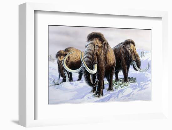 Woolly Mammoths-null-Framed Photographic Print