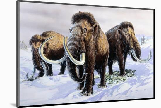 Woolly Mammoths-null-Mounted Photographic Print