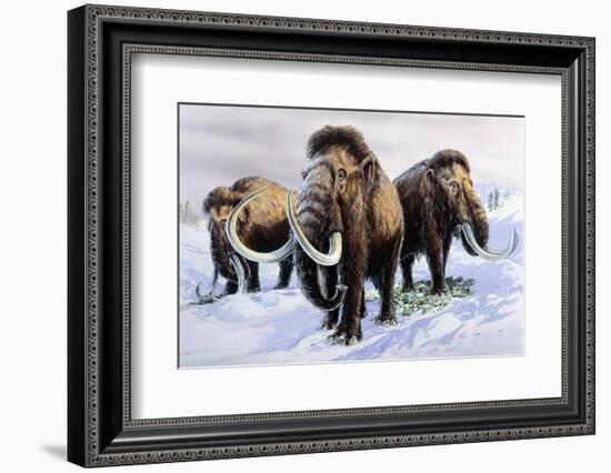 Woolly Mammoths-null-Framed Photographic Print