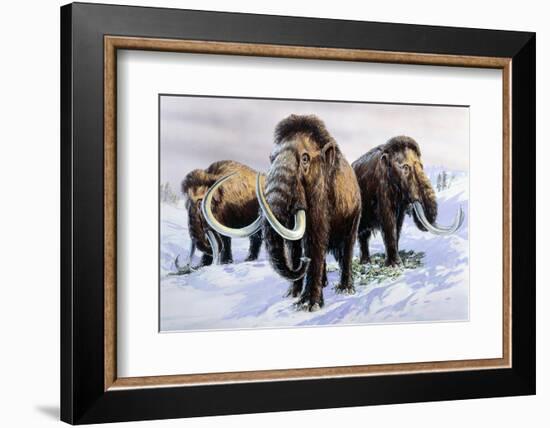 Woolly Mammoths-null-Framed Premium Photographic Print