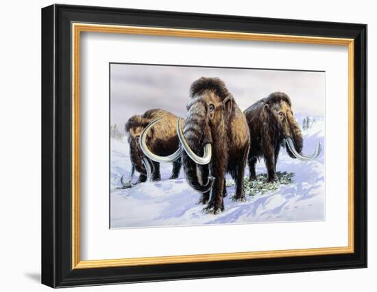 Woolly Mammoths-null-Framed Premium Photographic Print