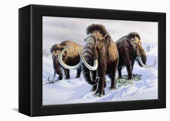 Woolly Mammoths-null-Framed Premier Image Canvas