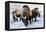 Woolly Mammoths-null-Framed Premier Image Canvas