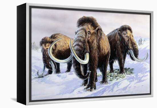 Woolly Mammoths-null-Framed Premier Image Canvas