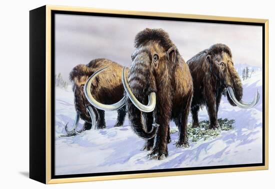 Woolly Mammoths-null-Framed Premier Image Canvas