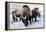 Woolly Mammoths-null-Framed Premier Image Canvas