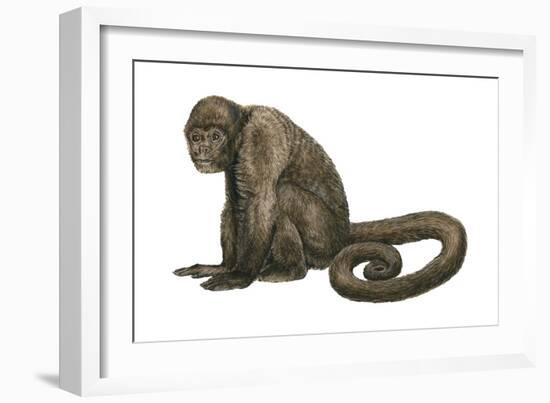 Woolly Monkey (Lagothrix Infumatus), Mammals-Encyclopaedia Britannica-Framed Art Print