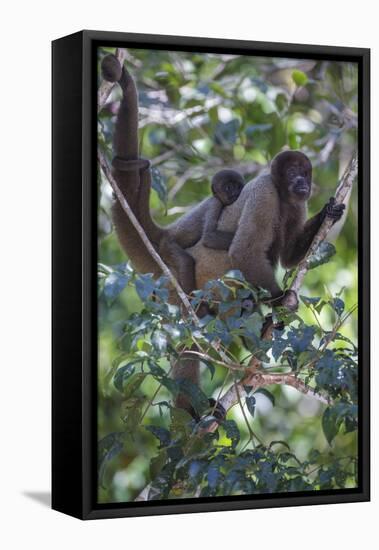 Woolly monkeys, Amazonas, Brazil-Art Wolfe-Framed Premier Image Canvas