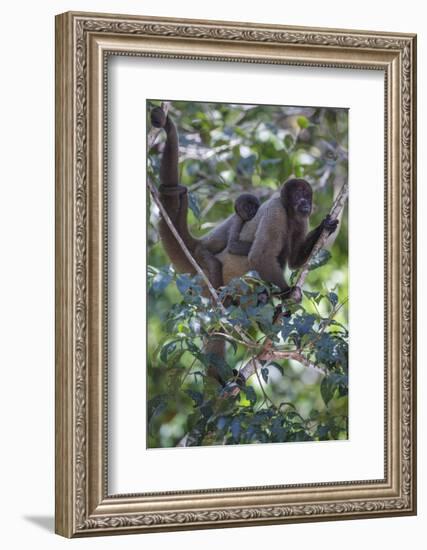 Woolly monkeys, Amazonas, Brazil-Art Wolfe-Framed Photographic Print