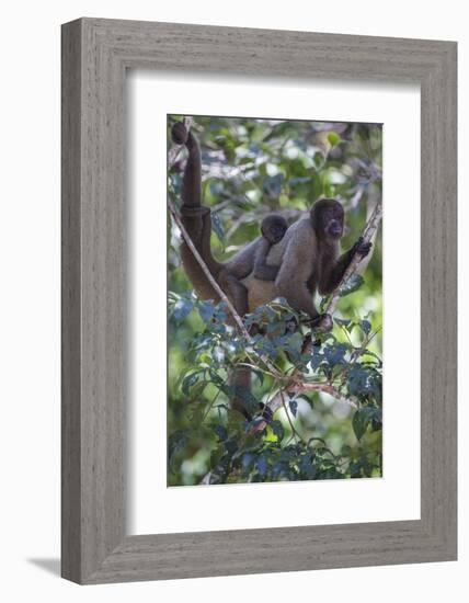 Woolly monkeys, Amazonas, Brazil-Art Wolfe-Framed Photographic Print