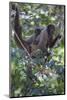 Woolly monkeys, Amazonas, Brazil-Art Wolfe-Mounted Photographic Print