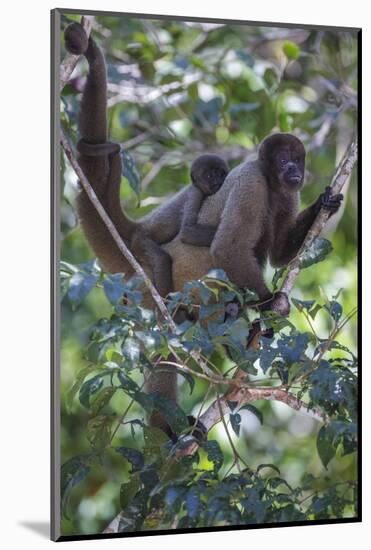 Woolly monkeys, Amazonas, Brazil-Art Wolfe-Mounted Photographic Print