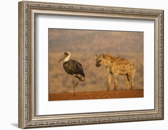 Woolly-necked stork (Ciconia episcopus), Zimanga private game reserve, KwaZulu-Natal-Ann and Steve Toon-Framed Photographic Print