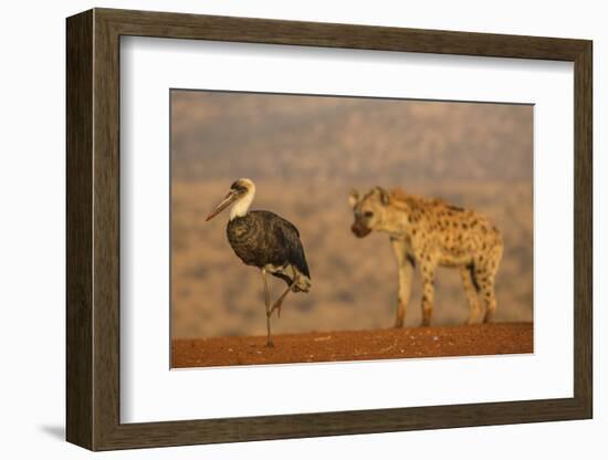 Woolly-necked stork (Ciconia episcopus), Zimanga private game reserve, KwaZulu-Natal-Ann and Steve Toon-Framed Photographic Print