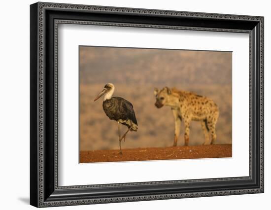 Woolly-necked stork (Ciconia episcopus), Zimanga private game reserve, KwaZulu-Natal-Ann and Steve Toon-Framed Photographic Print