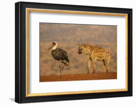 Woolly-necked stork (Ciconia episcopus), Zimanga private game reserve, KwaZulu-Natal-Ann and Steve Toon-Framed Photographic Print