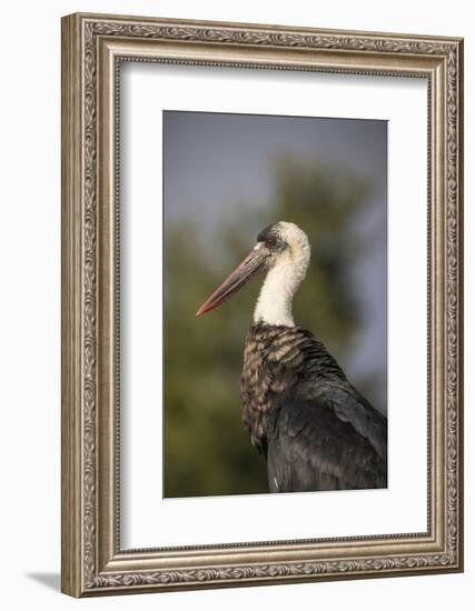 Woolly-necked stork (Ciconia episcopus), Zimanga private game reserve, KwaZulu-Natal-Ann and Steve Toon-Framed Photographic Print