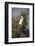 Woolly-necked stork (Ciconia episcopus), Zimanga private game reserve, KwaZulu-Natal-Ann and Steve Toon-Framed Photographic Print