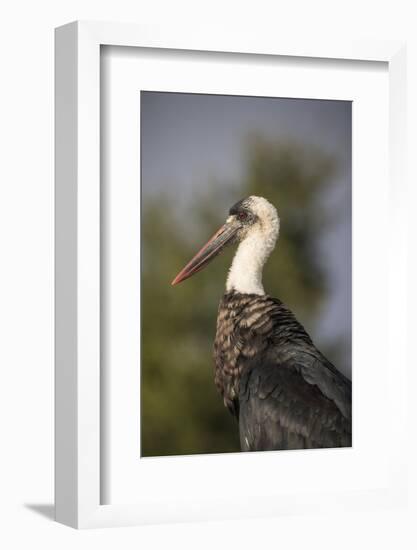 Woolly-necked stork (Ciconia episcopus), Zimanga private game reserve, KwaZulu-Natal-Ann and Steve Toon-Framed Photographic Print