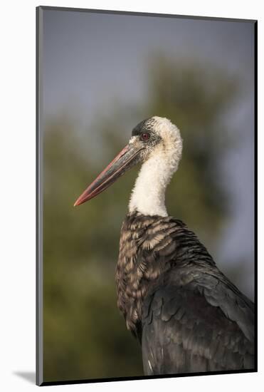 Woolly-necked stork (Ciconia episcopus), Zimanga private game reserve, KwaZulu-Natal-Ann and Steve Toon-Mounted Photographic Print