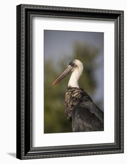 Woolly-necked stork (Ciconia episcopus), Zimanga private game reserve, KwaZulu-Natal-Ann and Steve Toon-Framed Photographic Print