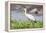 Woolly-necked stork-Lee Klopfer-Framed Premier Image Canvas