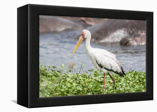 Woolly-necked stork-Lee Klopfer-Framed Premier Image Canvas