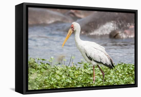 Woolly-necked stork-Lee Klopfer-Framed Premier Image Canvas