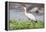 Woolly-necked stork-Lee Klopfer-Framed Premier Image Canvas