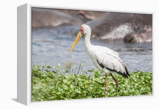 Woolly-necked stork-Lee Klopfer-Framed Premier Image Canvas