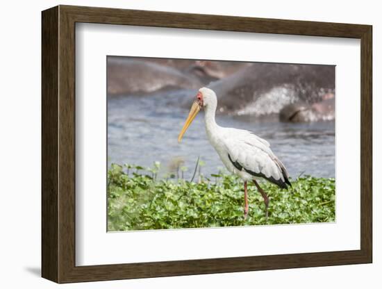 Woolly-necked stork-Lee Klopfer-Framed Photographic Print