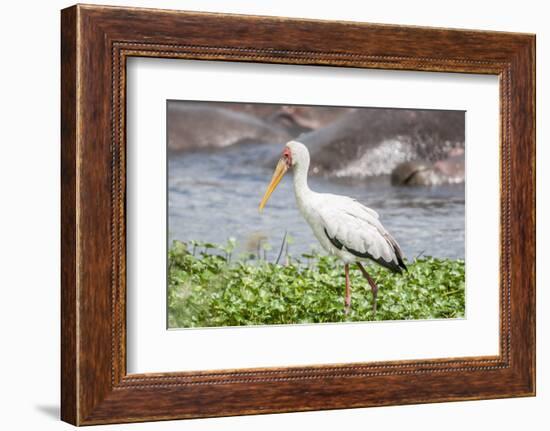 Woolly-necked stork-Lee Klopfer-Framed Photographic Print