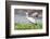 Woolly-necked stork-Lee Klopfer-Framed Photographic Print