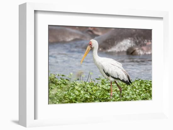 Woolly-necked stork-Lee Klopfer-Framed Photographic Print