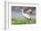 Woolly-necked stork-Lee Klopfer-Framed Photographic Print