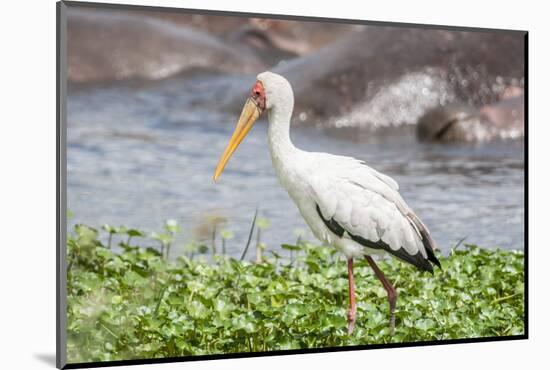 Woolly-necked stork-Lee Klopfer-Mounted Photographic Print