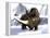Woolly Rhinoceros-Christian Darkin-Framed Premier Image Canvas