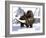 Woolly Rhinoceros-Christian Darkin-Framed Photographic Print