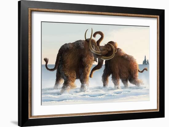 Wooly Mammoths-Lantern Press-Framed Premium Giclee Print