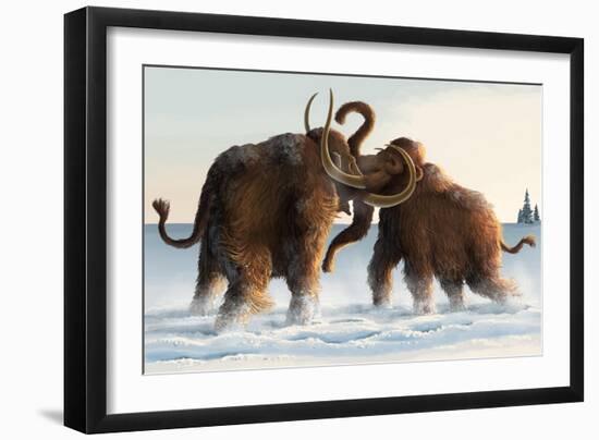 Wooly Mammoths-Lantern Press-Framed Premium Giclee Print