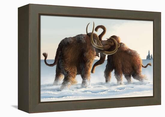 Wooly Mammoths-Lantern Press-Framed Stretched Canvas