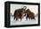 Wooly Mammoths-Lantern Press-Framed Stretched Canvas