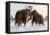 Wooly Mammoths-Lantern Press-Framed Stretched Canvas